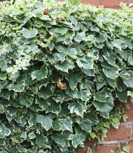 Hedera helix 'Glacier'